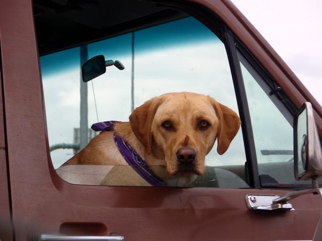 2014 Dog in other truck check out Ram Truck